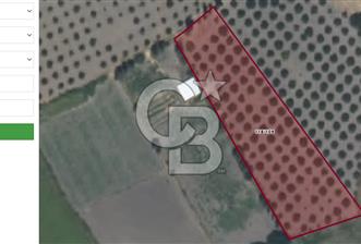 Köyceğiz'de 3.550 m² Satılık Narenciye Bahçesi - 2 - 339405