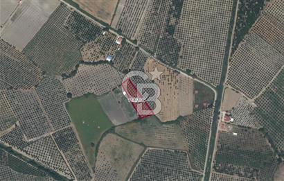 Köyceğiz'de 3.550 m² Satılık Narenciye Bahçesi