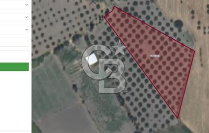 Muğla Köyceğiz Toparlar'da 3.550 m² Satılık Narenciye Bahçesi