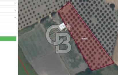 Köyceğiz'de 3.550 m² Satılık Narenciye Bahçesi