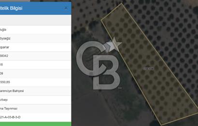 Köyceğiz'de 3.550 m² Satılık Narenciye Bahçesi