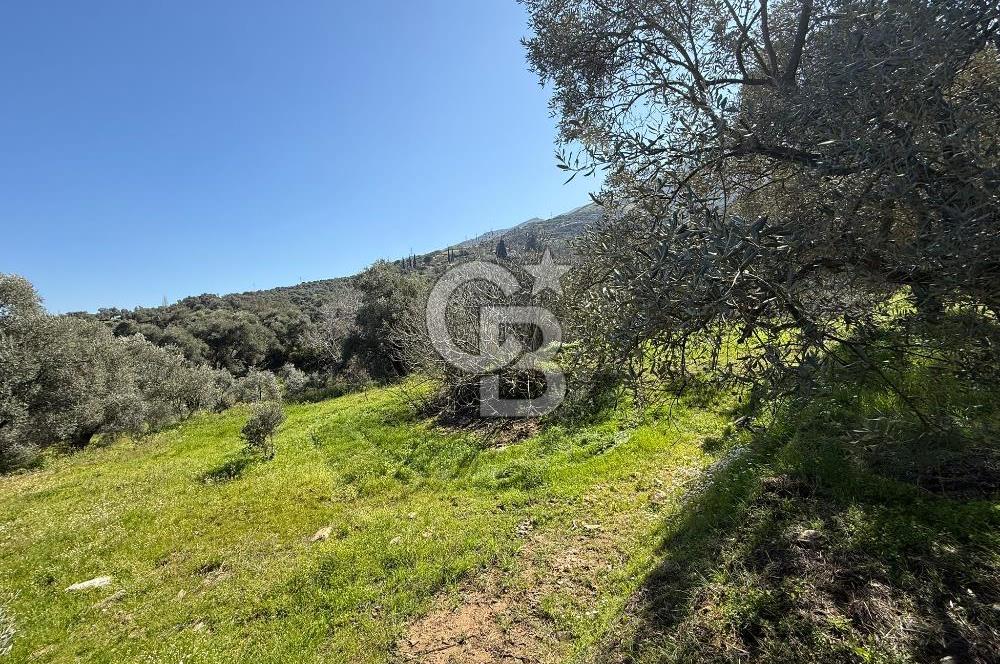 İZMİR TİRE BAKIMLI ZEYTİNLİK DEĞERLİ LOKASYON