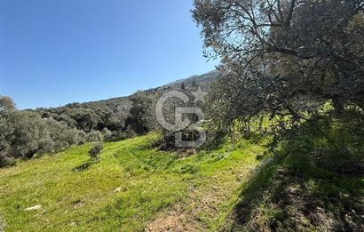 İZMİR TİRE BAKIMLI ZEYTİNLİK DEĞERLİ LOKASYON