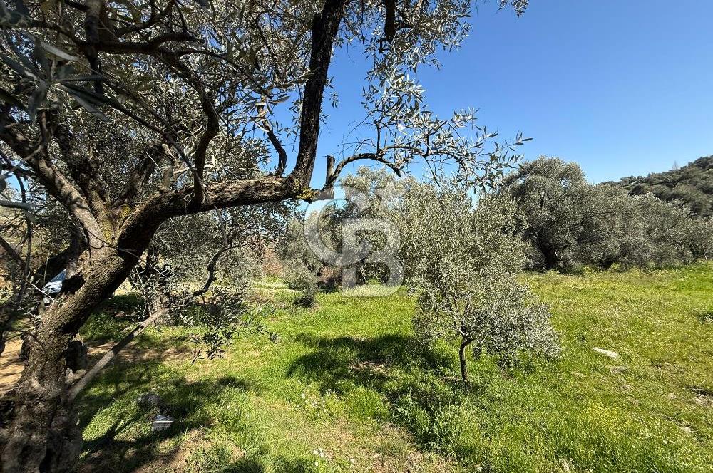 İZMİR TİRE BAKIMLI ZEYTİNLİK DEĞERLİ LOKASYON