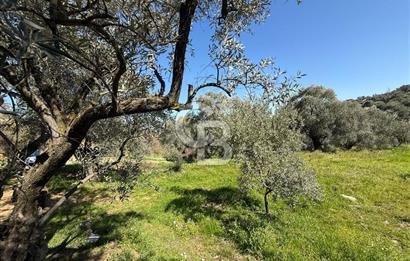 İZMİR TİRE BAKIMLI ZEYTİNLİK DEĞERLİ LOKASYON