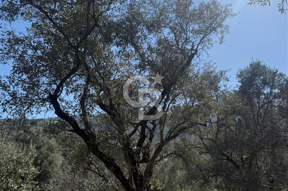 İZMİR TİRE BAKIMLI ZEYTİNLİK DEĞERLİ LOKASYON