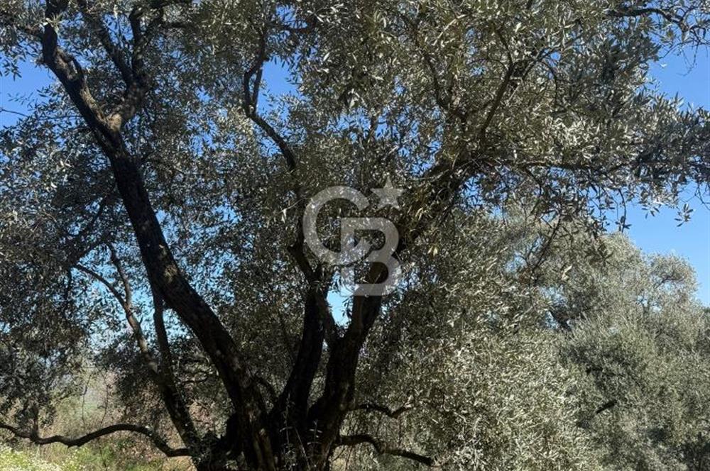 İZMİR TİRE BAKIMLI ZEYTİNLİK DEĞERLİ LOKASYON