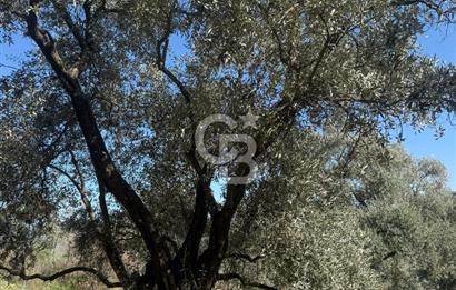 İZMİR TİRE BAKIMLI ZEYTİNLİK DEĞERLİ LOKASYON