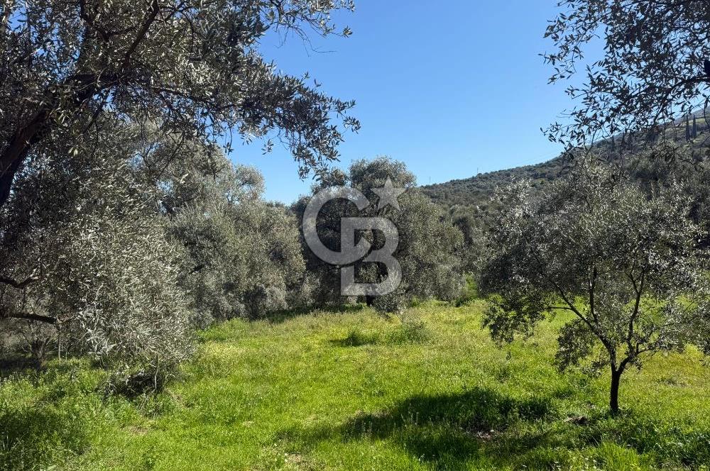 İZMİR TİRE BAKIMLI ZEYTİNLİK DEĞERLİ LOKASYON