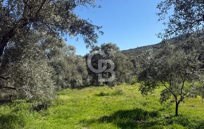 İZMİR TİRE BAKIMLI ZEYTİNLİK DEĞERLİ LOKASYON