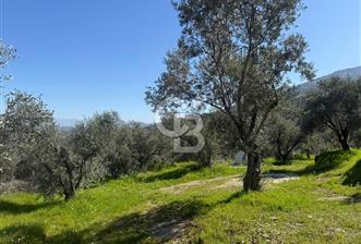 İZMİR TİRE BAKIMLI ZEYTİNLİK DEĞERLİ LOKASYON - 1 - 339402