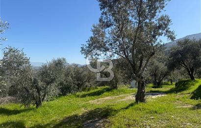 İZMİR TİRE BAKIMLI ZEYTİNLİK DEĞERLİ LOKASYON