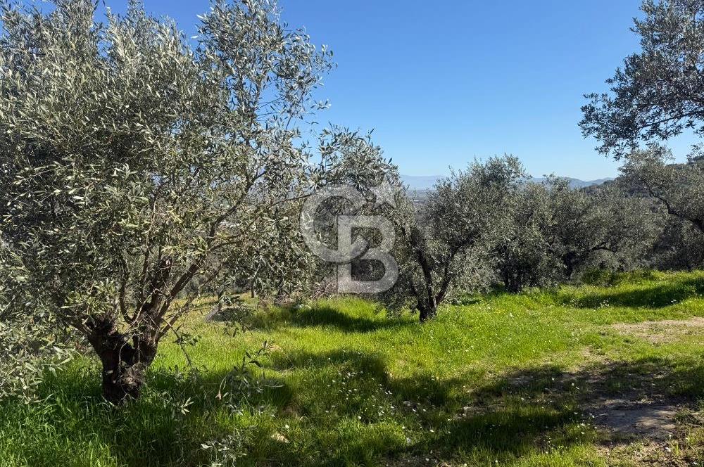 İZMİR TİRE BAKIMLI ZEYTİNLİK DEĞERLİ LOKASYON