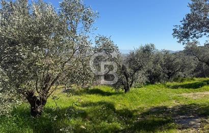 İZMİR TİRE BAKIMLI ZEYTİNLİK DEĞERLİ LOKASYON