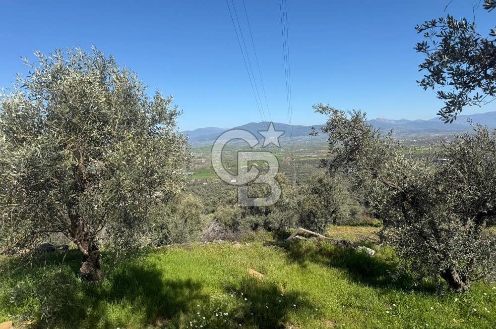 İZMİR TİRE BAKIMLI ZEYTİNLİK DEĞERLİ LOKASYON