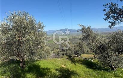 İZMİR TİRE BAKIMLI ZEYTİNLİK DEĞERLİ LOKASYON