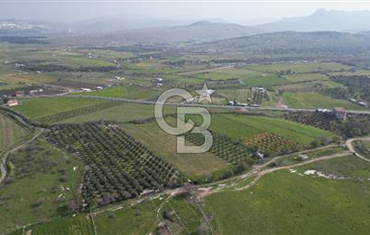 ALİAĞA ÇITAK'TA CB İYA'DAN SATILIK TARLA