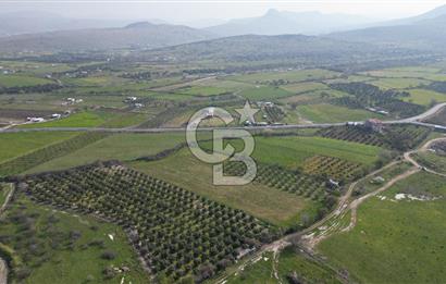 ALİAĞA ÇITAK'TA CB İYA'DAN SATILIK TARLA