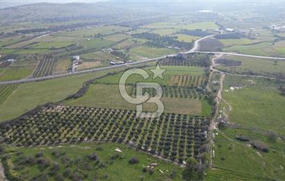 ALİAĞA ÇITAK'TA CB İYA'DAN SATILIK TARLA