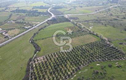 ALİAĞA ÇITAK'TA CB İYA'DAN SATILIK TARLA