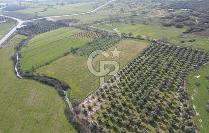 ALİAĞA ÇITAK'TA CB İYA'DAN SATILIK TARLA