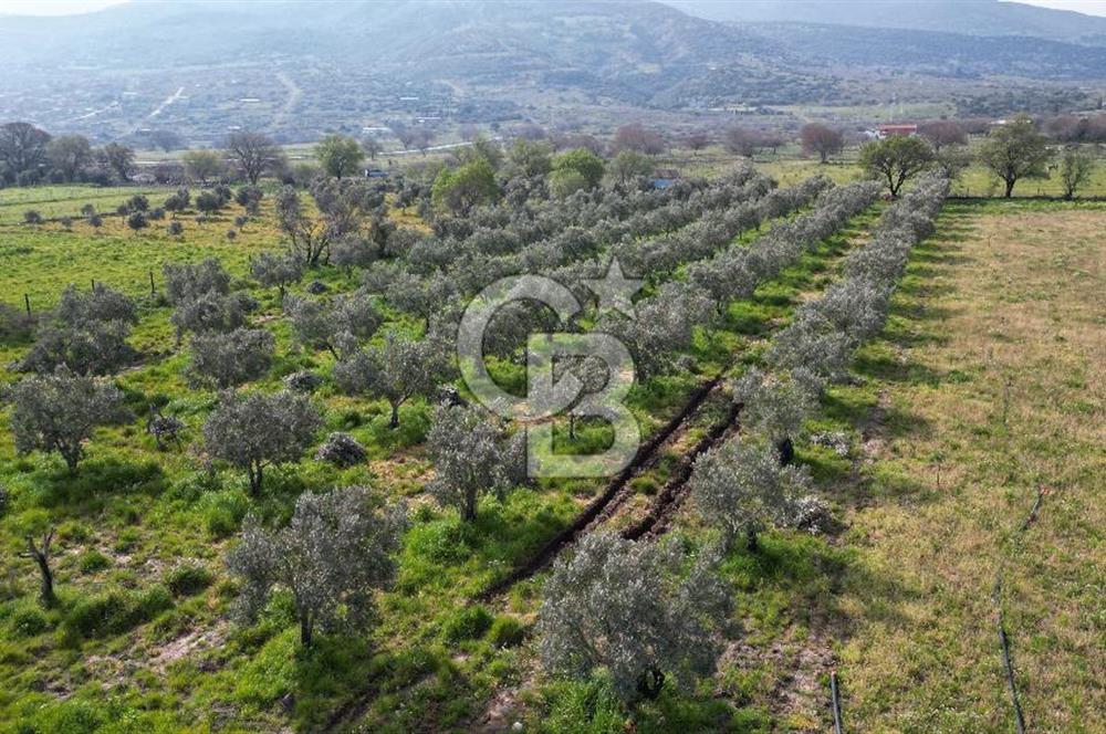 ALİAĞA ÇITAK'TA CB İYA'DAN SATILIK TARLA