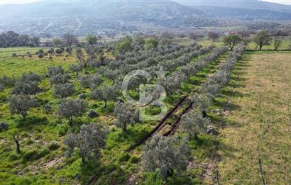 ALİAĞA ÇITAK'TA CB İYA'DAN SATILIK TARLA