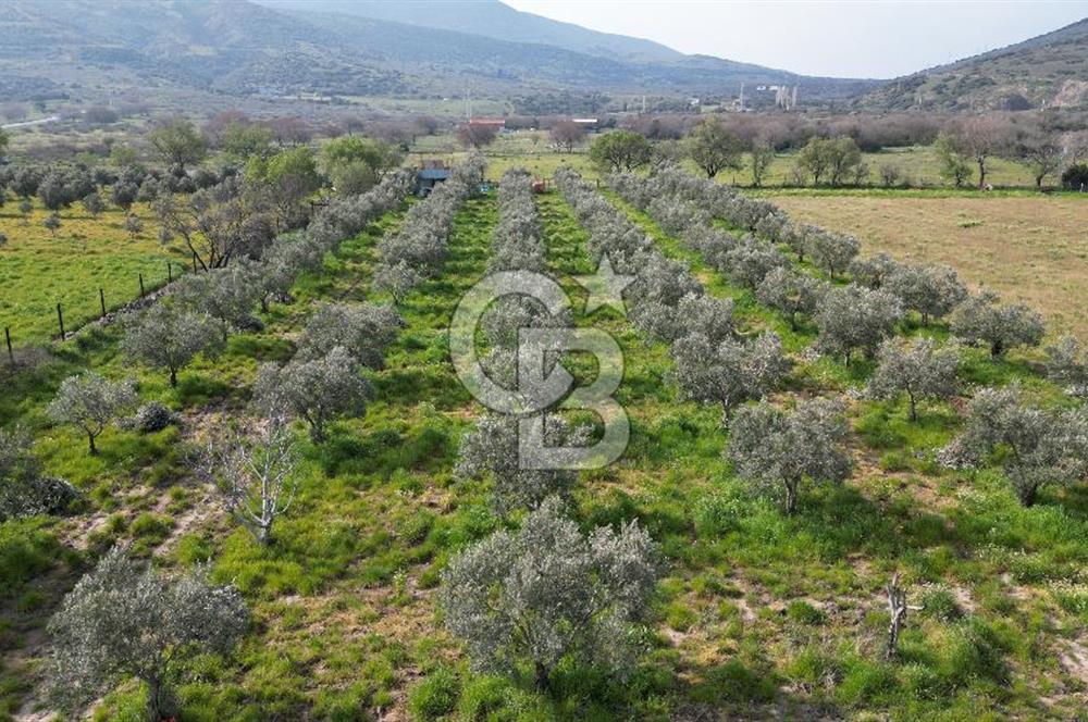 ALİAĞA ÇITAK'TA CB İYA'DAN SATILIK TARLA