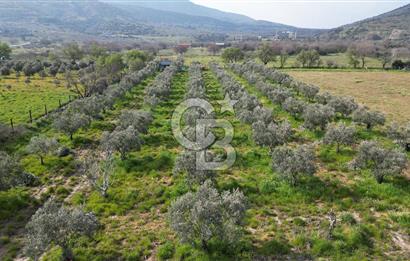 ALİAĞA ÇITAK'TA CB İYA'DAN SATILIK TARLA