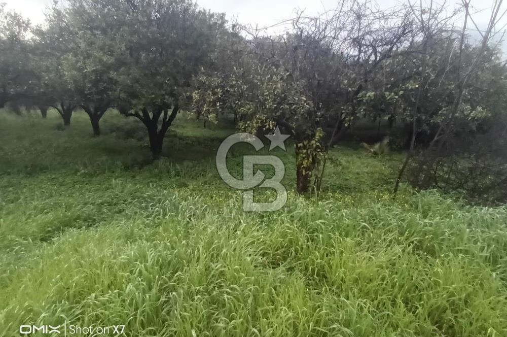 ANTALYA KEMER'DE 1000M2'LİK HİSSELİ SATILIK BAHÇE