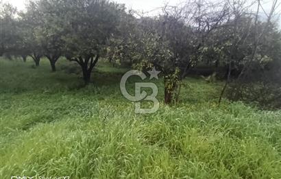 ANTALYA KEMER'DE 1000M2'LİK HİSSELİ SATILIK BAHÇE