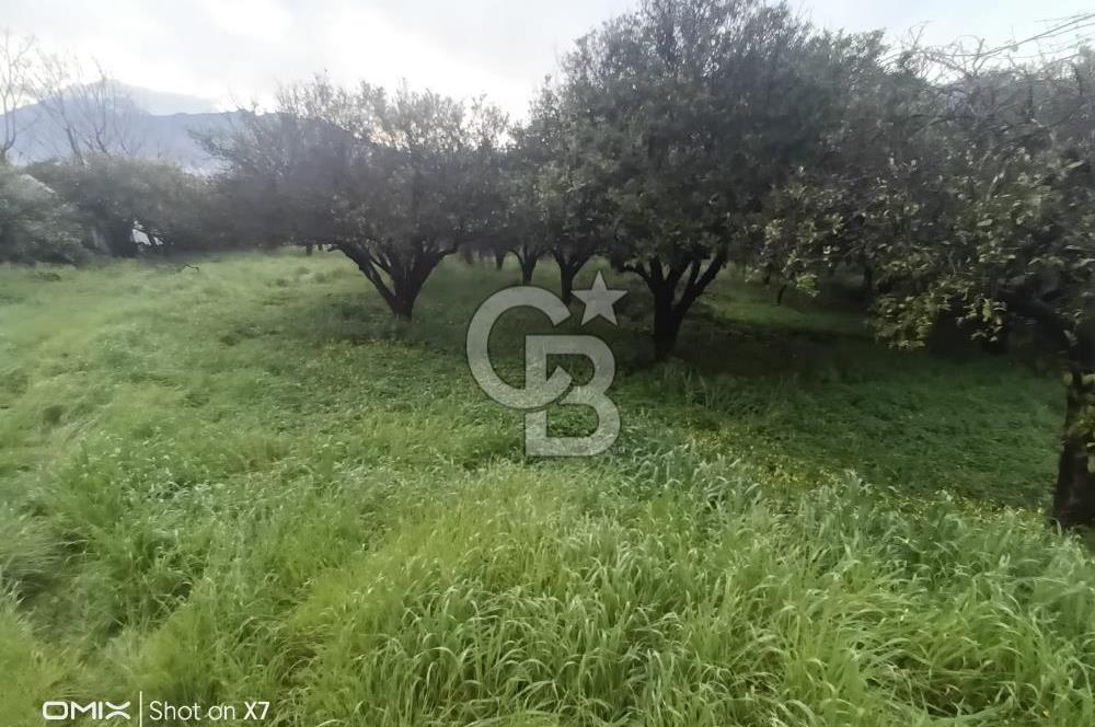 ANTALYA KEMER'DE 1000M2'LİK HİSSELİ SATILIK BAHÇE