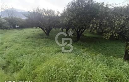 ANTALYA KEMER'DE 1000M2'LİK HİSSELİ SATILIK BAHÇE