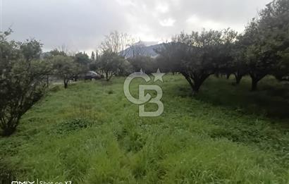 ANTALYA KEMER'DE 1000M2'LİK HİSSELİ SATILIK BAHÇE