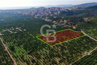 GÜMÜLDÜR'DE SATILIK BAHÇE - 2 - 339468