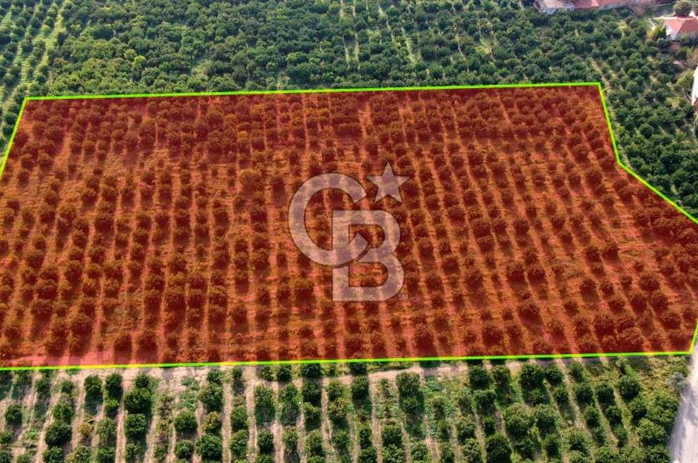 GÜMÜLDÜR'DE SATILIK BAHÇE