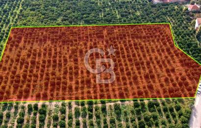 GÜMÜLDÜR'DE SATILIK BAHÇE