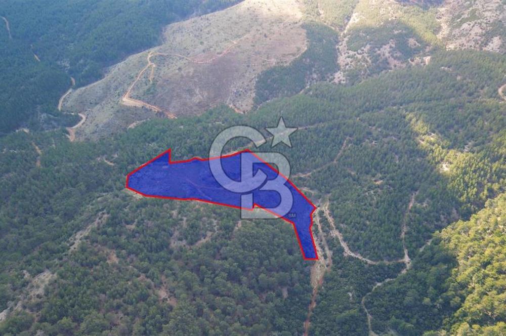 Muğla Ula Gölcük’te Satilik Tarla