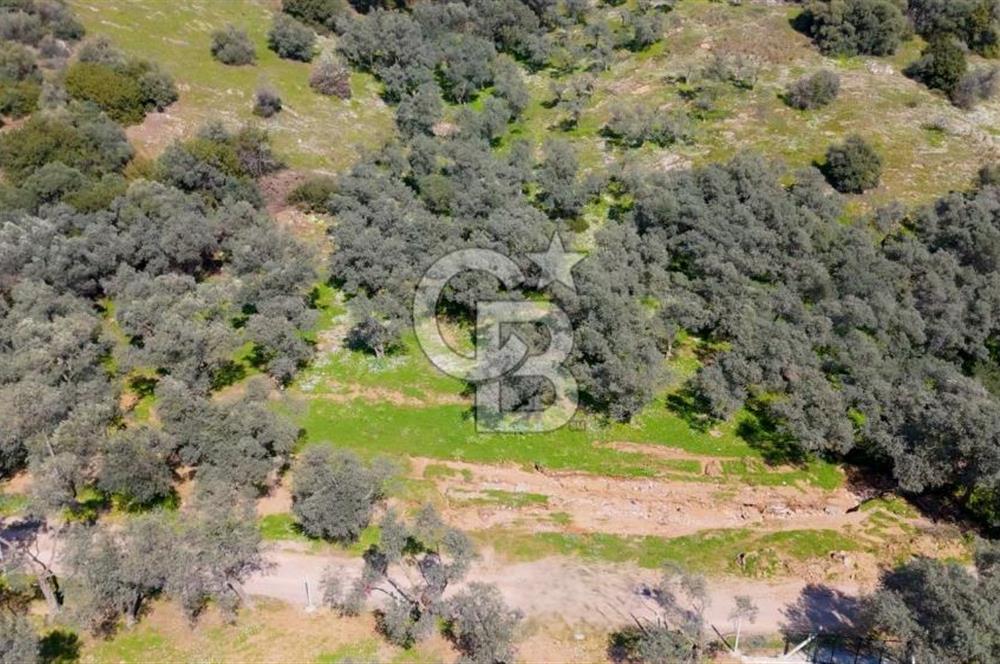 BAYINDIR ERGİNLİ ZEYTİNLİK