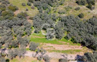 BAYINDIR ERGİNLİ ZEYTİNLİK