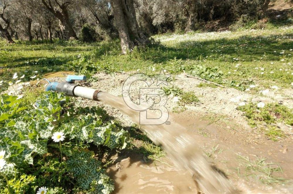 BAYINDIR ERGİNLİ ZEYTİNLİK