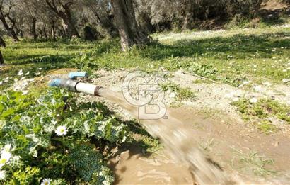 BAYINDIR ERGİNLİ ZEYTİNLİK