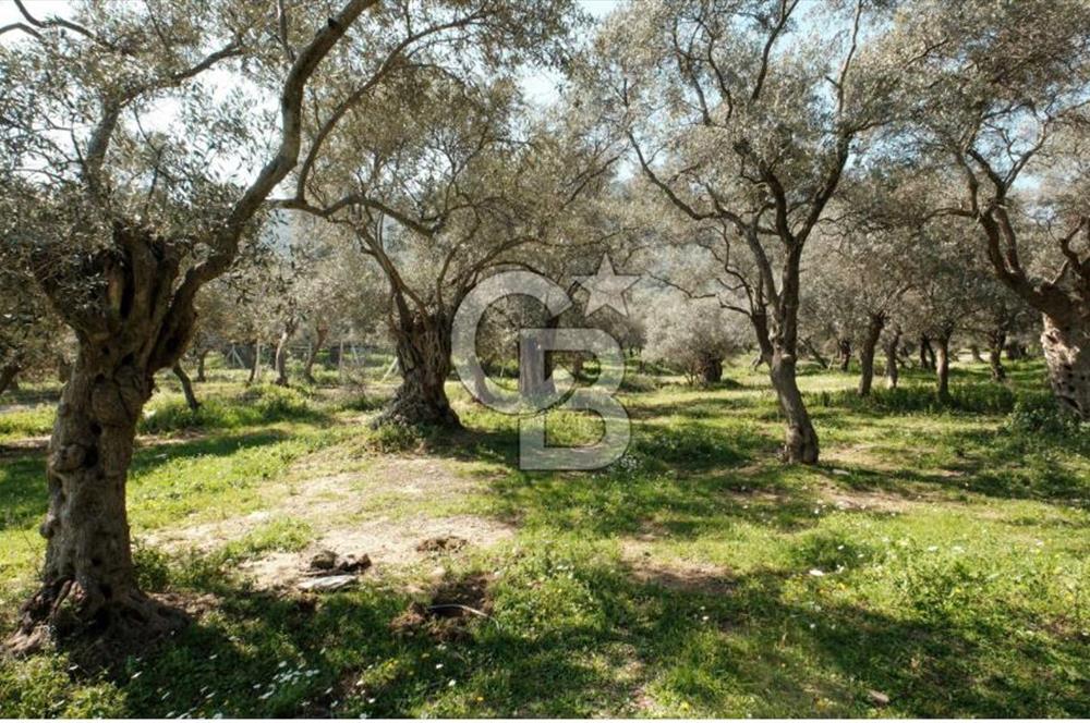 BAYINDIR ERGİNLİ ZEYTİNLİK