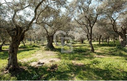 BAYINDIR ERGİNLİ ZEYTİNLİK