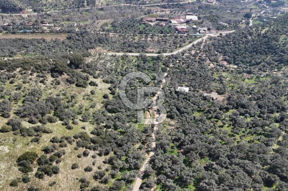 BAYINDIR ERGİNLİ ZEYTİNLİK