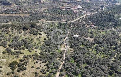 BAYINDIR ERGİNLİ ZEYTİNLİK