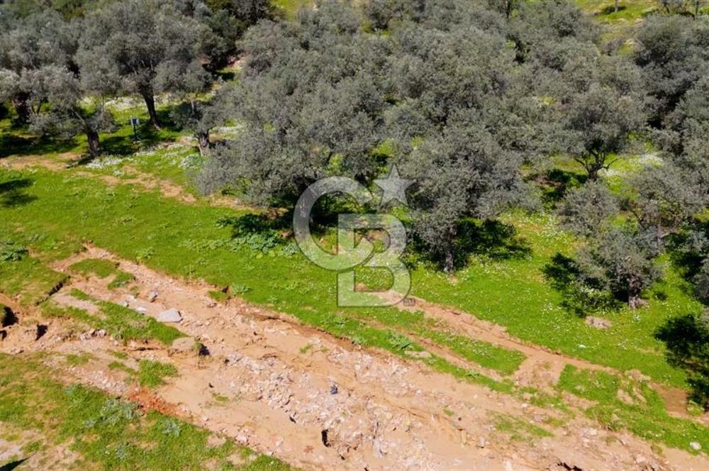 BAYINDIR ERGİNLİ ZEYTİNLİK