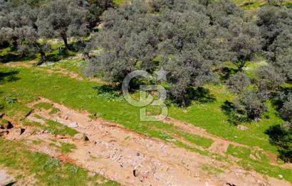 BAYINDIR ERGİNLİ ZEYTİNLİK