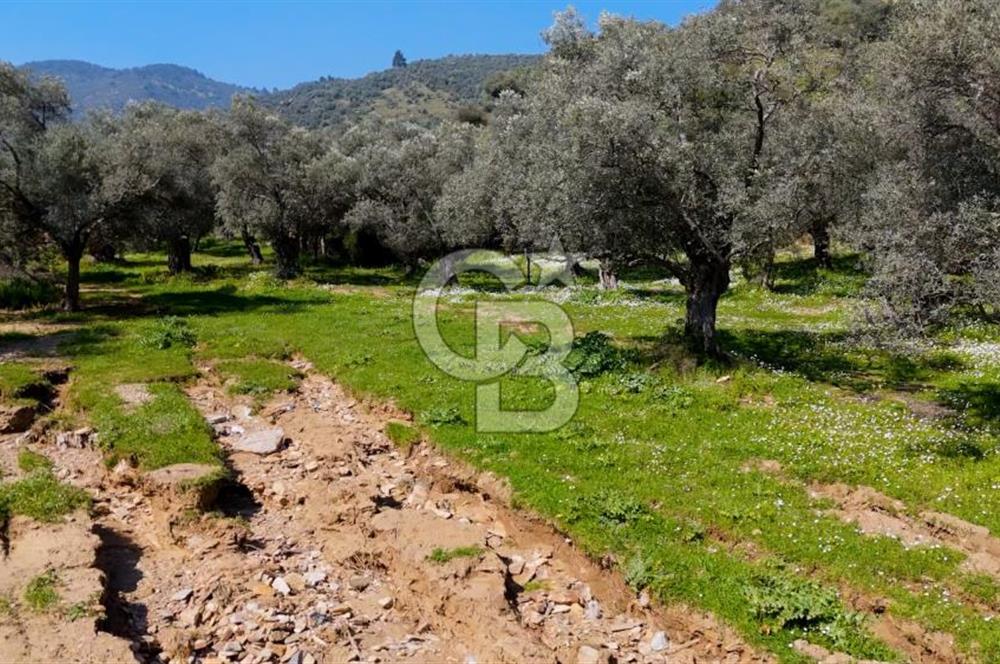 BAYINDIR ERGİNLİ ZEYTİNLİK