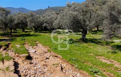 BAYINDIR ERGİNLİ ZEYTİNLİK